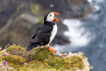 Cute and colourful Puffins at the Submurgh Head on Shetland Islands, Scotland