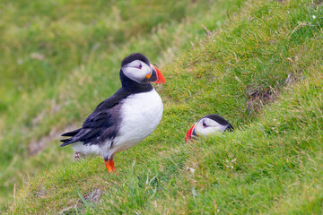 Cute and colourful Puffins at the Submurgh Head on Shetland Islands, Scotland