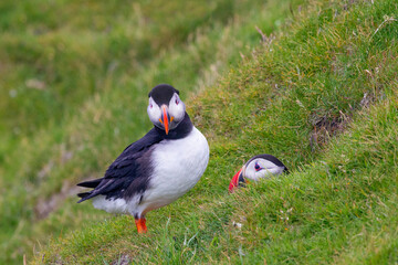 Cute and colourful Puffins at the Submurgh Head on Shetland Islands, Scotland