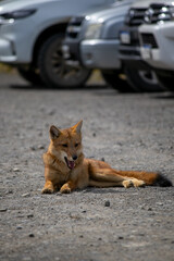red fox sitting on the ground