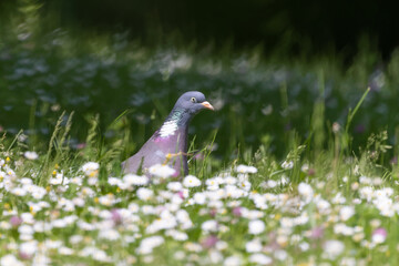 Ringeltaube in der Blumenwiese