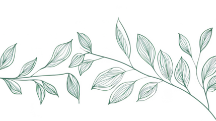  Green branches with leaves Hand drawn white background 