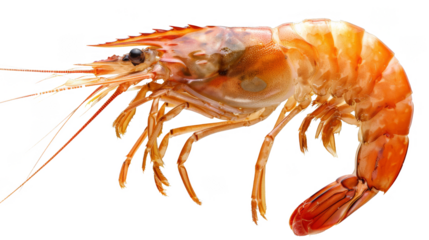 shrimp isolated on white background 