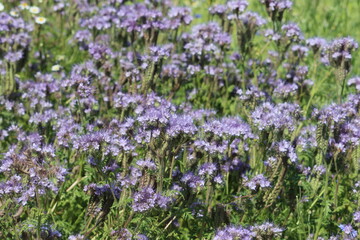 Sweden. Phacelia tanacetifolia is a species of flowering plant in the borage family Boraginaceae, known by the common names lacy phacelia, blue tansy, purple tansy or fiddleneck. 