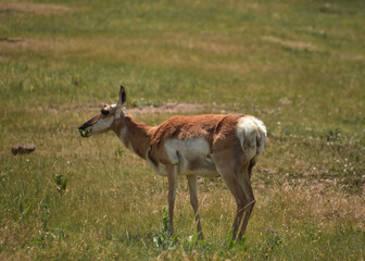 Wild Pronghorn Doe in a Large Field