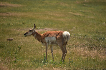 American Antelope Grazing in a Large Field