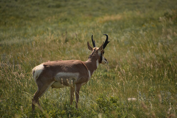 Fantastic Profile of a Young Pronghorn Antelope Buck
