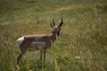 Wild Pronghorn Buck in a Field