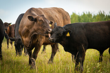 black angus cow licking calf