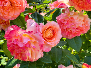 Beautiful roses flowers in the garden 