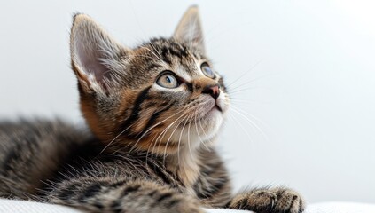 Close-Up Portrait of a Curious Kitten