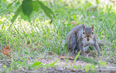 Closeup of a grey squirrel.