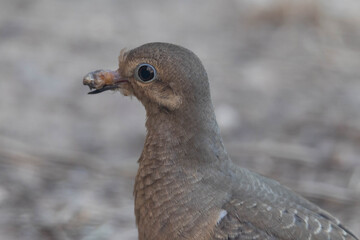 Dove with Psittacine Beak