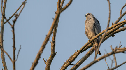 Closeup of a Mississippi kite perched in a dead tree.