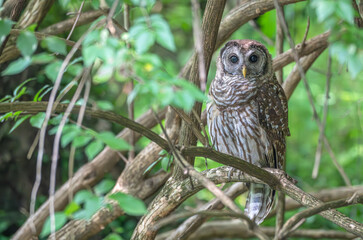 Closeup of a barred owl perched in a tree surrounded by bright green leaves.