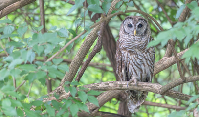 Closeup of a barred owl perched in a tree surrounded by bright green leaves.