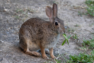 Beautiful Rabbit eating St. Augustine Grass
