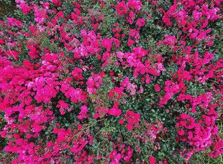 Blütenmeer von roten Rosen 