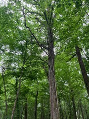 Beautiful green trees in the forest   