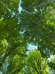 Beautiful green forest in the morning ,treetops view. Trees and blue sky 