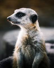 The meerkat looks around while standing on two legs.