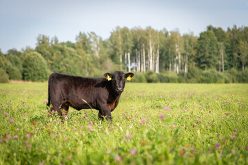 black angus calf © Mariliis