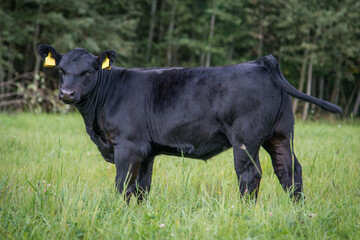 black angus calf