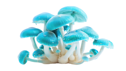 Florescent mushrooms on a transparent background