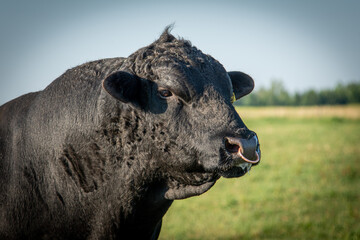 black angus bull portrait