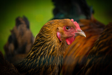 chicken on the farm