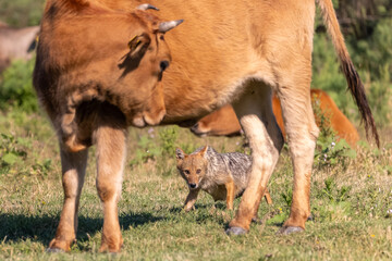 junger Goldschakal geht unter einer Kuh durch