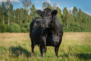 black angus cow