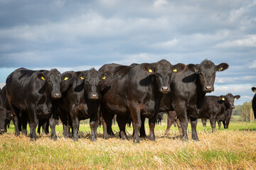 herd of black angus cows