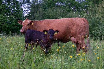 red angus cow and calf