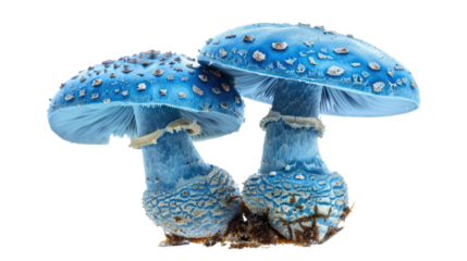 Florescent mushrooms on a transparent background