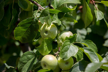 MANZANAS VERDES EN MANZANO