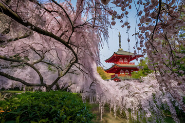 japanese temple in spring