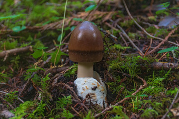 Oregon mushrooms