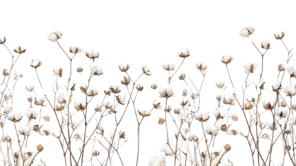 Cotton plant on a transparent background