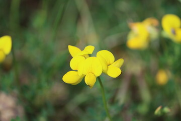 Sweden. Lotus corniculatus is a flowering plant in the pea family Fabaceae, native to grasslands in temperate Eurasia and North Africa. 