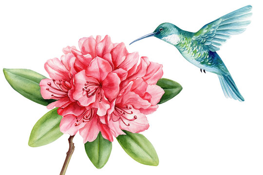 recommend clip art: Tropical bird. Hummingbird, rhododendron flowers and leaves. Watercolor jungle flora hand drawn isolated background 