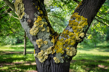 Fototapeta premium tree in the park