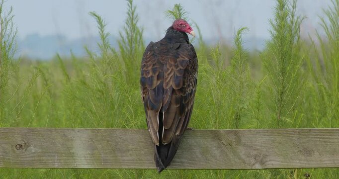 Red Headed Turkey Vulture sits on wooden fence in a meadow keeping watch and patiently waiting.