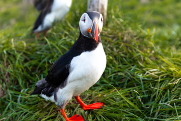 Naklejka premium Single Atlantic puffin perched on a grassy cliff with a rocky backdrop in Iceland