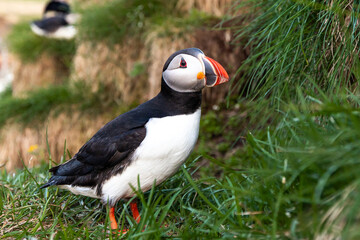 Single Atlantic puffin perched on a grassy cliff with a rocky backdrop in Iceland