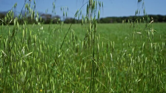 Close-up of wild oat avena fatua plants in a lush green field in puglia, southern italy, under a clear blue sky in a serene outdoor setting.