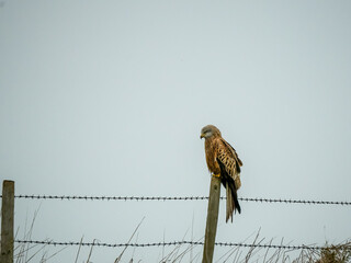 close-up of a wild red kite (Milvus milvus) perched on a wooden fence post