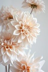 Obraz premium Sunshine-lit dahlia closeup. Gorgeous pink blossoms, top view