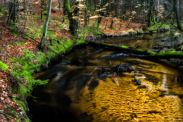 Leśna rzeka © Robert