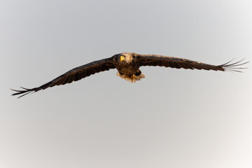 Seeadler im Anflug